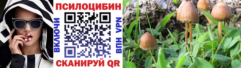 Псилоцибиновые грибы Psilocybe  Саяногорск 